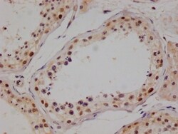 PIN4 Antibody (14A7), Novus Biologicals:Antibodies:Primary Antibodies