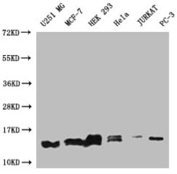 PIN4 Antibody (14A7), Novus Biologicals:Antibodies:Primary Antibodies