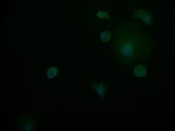 PIN4 Antibody (14A7), Novus Biologicals:Antibodies:Primary Antibodies