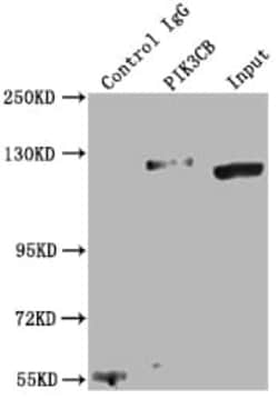 PI 3-Kinase p110 beta/PIK3CB Antibody (5A9), Novus Biologicals 100 &mu;L;