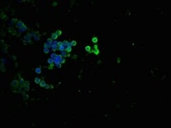 p53, p Thr55 Antibody (3C3), Novus Biologicals:Antibodies:Primary Antibodies