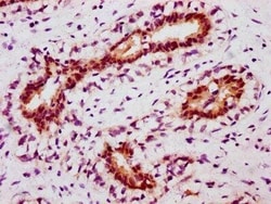 STAT5A, p Tyr694 Antibody (3F1), Novus Biologicals:Antibodies:Primary Antibodies