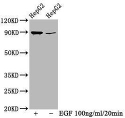 RSK1, p Thr359, p Ser363 Antibody (1B6), Novus Biologicals 100 &mu;L; Unconjugated:Antibodies,
