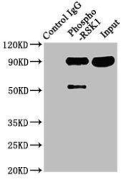 RSK1, p Ser380 Antibody (1E11), Novus Biologicals 50 &mu;L; Unconjugated:Antibodies,