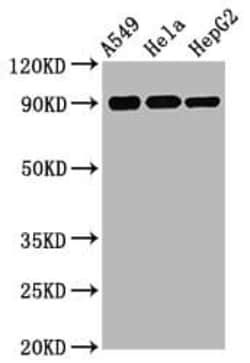 RSK1, p Ser380 Antibody (1E11), Novus Biologicals 50 &mu;L; Unconjugated:Antibodies,