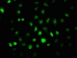 AMPK alpha 2, p Thr172 Antibody (4F4), Novus Biologicals:Antibodies:Primary