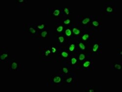 Nrf2, p Ser40 Antibody (2E6), Novus Biologicals:Antibodies:Primary Antibodies