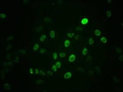 c-Myc, p Ser62 Antibody (2A10), Novus Biologicals:Antibodies:Primary Antibodies