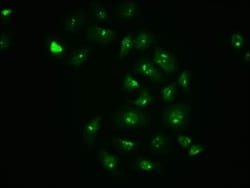 c-jun, p Ser63 Antibody (4A11), Novus Biologicals 100 &mu;L; Unconjugated:Antibodies,
