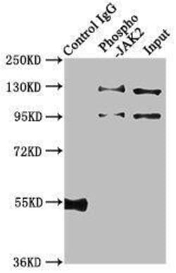 Jak2, p Tyr1007, p Tyr1008 Antibody (1A4), Novus Biologicals 100 &mu;L;