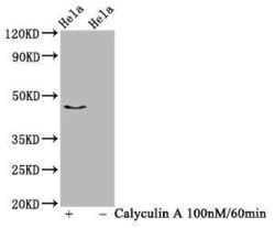 IRF3, p Ser386 Antibody (4H10), Novus Biologicals:Antibodies:Primary Antibodies