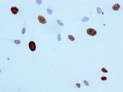 Histone H3.1, p Ser10 Antibody (2A5), Novus Biologicals:Antibodies:Primary