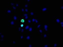 Histone H3.1, p Ser10 Antibody (2A5), Novus Biologicals:Antibodies:Primary
