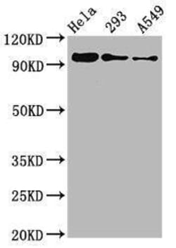 FOXO3, p Ser253 Antibody (1E1), Novus Biologicals:Antibodies:Primary Antibodies