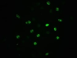 eIF2 alpha/EIF2S1, p Ser51 Antibody (1C6), Novus Biologicals:Antibodies:Primary
