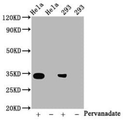 CDK2, p Tyr15 Antibody (2C4), Novus Biologicals:Antibodies:Primary Antibodies