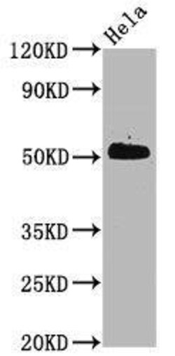 CDC37, p Ser13 Antibody (3B3), Novus Biologicals 50 &mu;L; Unconjugated:Antibodies,