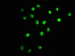 ATF2, p Thr71 Antibody (4F2), Novus Biologicals:Antibodies:Primary Antibodies