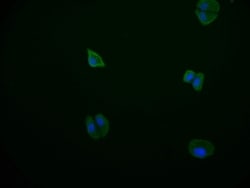 PDE2A Antibody (11C6), Novus Biologicals:Antibodies:Primary Antibodies