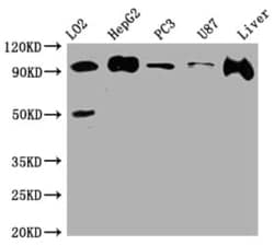 Alix Antibody (7E9), Novus Biologicals:Antibodies:Primary Antibodies