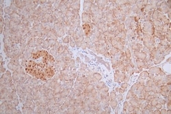 Pax6 Antibody (22C3), Novus Biologicals:Antibodies:Primary Antibodies