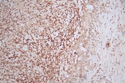 Pax6 Antibody (22C3), Novus Biologicals:Antibodies:Primary Antibodies