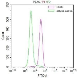 Pax6 Antibody (22C3), Novus Biologicals:Antibodies:Primary Antibodies