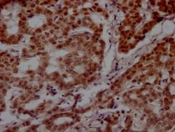 PARP Antibody (7C11), Novus Biologicals 100 &mu;L; Unconjugated:Antibodies,