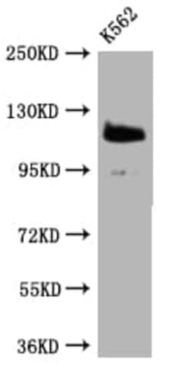 PARP Antibody (7C11), Novus Biologicals 100 &mu;L; Unconjugated:Antibodies,
