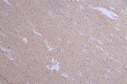 Pannexin-1 Antibody (28G5), Novus Biologicals 50 &mu;L; Unconjugated:Antibodies,