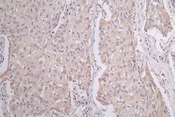 Pannexin-1 Antibody (28G5), Novus Biologicals 50 &mu;L; Unconjugated:Antibodies,