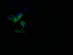 Pannexin-1 Antibody (28G5), Novus Biologicals 50 &mu;L; Unconjugated:Antibodies,