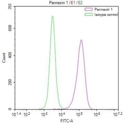 Pannexin-1 Antibody (28G5), Novus Biologicals 50 &mu;L; Unconjugated:Antibodies,