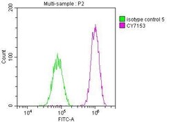 PAK2 Antibody (6D12), Novus Biologicals 50 &mu;L; Unconjugated:Antibodies,