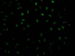 PABPN1 Antibody (6C3), Novus Biologicals:Antibodies:Primary Antibodies