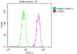 PABPN1 Antibody (6C3), Novus Biologicals:Antibodies:Primary Antibodies