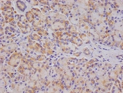 OS9 Antibody (26H3), Novus Biologicals 50 &mu;L; Unconjugated:Antibodies,
