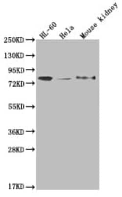 OS9 Antibody (26H3), Novus Biologicals 50 &mu;L; Unconjugated:Antibodies,