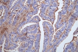 Occludin Antibody (8H8), Novus Biologicals 100 &mu;L; Unconjugated:Antibodies,