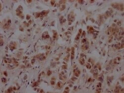 Nup153 Antibody (8D4), Novus Biologicals:Antibodies:Primary Antibodies