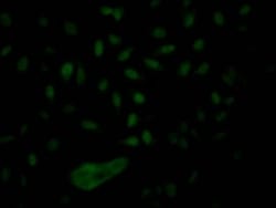 Nup153 Antibody (8D4), Novus Biologicals:Antibodies:Primary Antibodies