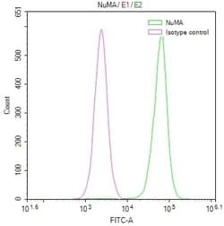 NuMA Antibody (12A11), Novus Biologicals:Antibodies:Primary Antibodies