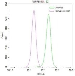 NPRB/NPR2 Antibody (19C7), Novus Biologicals 100 &mu;L; Unconjugated:Antibodies,
