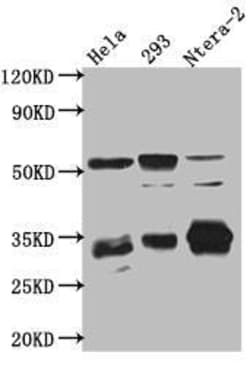 Caspase-3 Antibody (3H12) - Active, Pro, Novus Biologicals 50 &mu;L; Unconjugated:Antibodies,