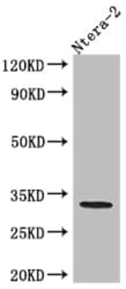 Caspase-3 Antibody (6B2) - Pro, Novus Biologicals:Antibodies:Primary Antibodies