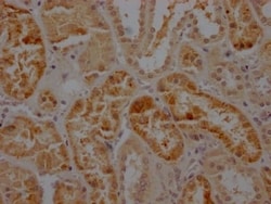 Caspase-2 Antibody (3D4), Novus Biologicals:Antibodies:Primary Antibodies
