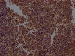 Caspase-2 Antibody (3D4), Novus Biologicals:Antibodies:Primary Antibodies