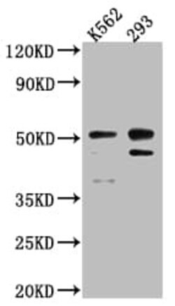 Caspase-2 Antibody (3D4), Novus Biologicals:Antibodies:Primary Antibodies
