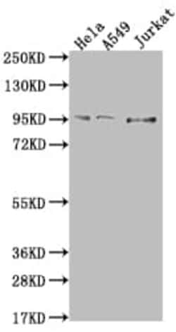 CARS Antibody (8B11), Novus Biologicals 100 &mu;L; Unconjugated:Antibodies,