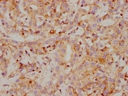 Carbonic Anhydrase IX/CA9 Antibody (4F12), Novus Biologicals:Antibodies:Primary